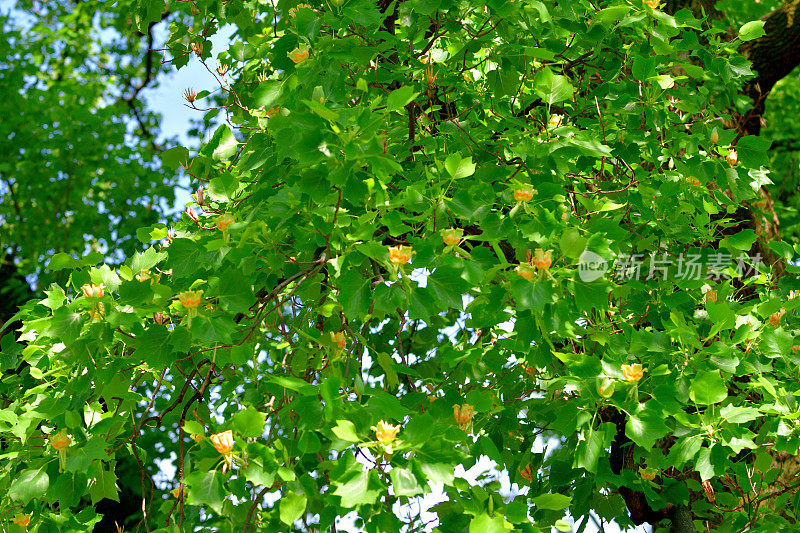 郁金香树/鹅掌郁金香/黄色流行:花